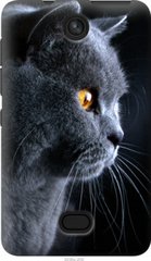 Чехол на Nokia Asha 501 Красивый кот "3038u-209-7105"