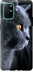 Чехол на OnePlus 8T Красивый кот "3038u-2113-7105"