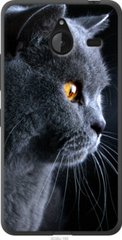 Чехол на Microsoft Lumia 640 XL Красивый кот "3038u-168-7105"