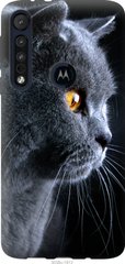 Чехол на Motorola One Macro Красивый кот "3038u-1812-7105"