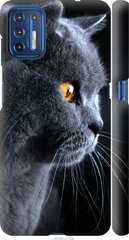 Чехол на Motorola G9 Plus Красивый кот "3038c-2104-7105"