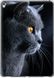 Чехол на Apple iPad Pro 12.9 2017 Красивый кот "3038u-1549-7105"