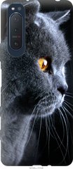 Чехол на Sony Xperia 5 II Красивый кот "3038u-2258-7105"