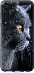 Чехол на Motorola G8 Plus Красивый кот "3038u-1837-7105"